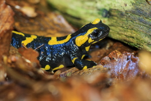 Feuersalamander