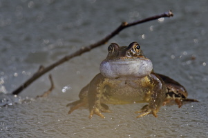 Grasfrosch