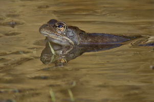 Grasfrosch