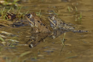 Grasfrosch