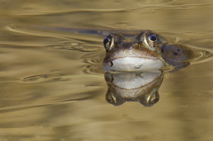 Grasfrosch