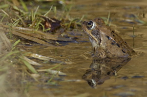 Grasfrosch