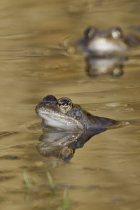 Grasfrosch