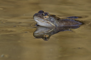 Grasfrosch