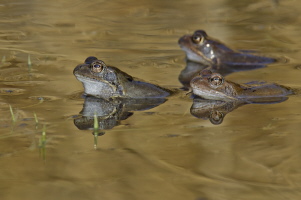 Grasfrosch