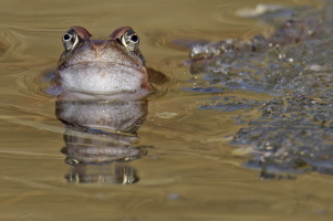 Grasfrosch