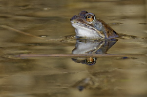 Grasfrosch