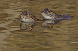 Grasfrosch