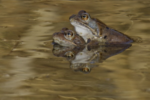 Grasfrosch