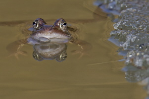 Grasfrosch