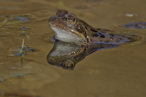 Grasfrosch