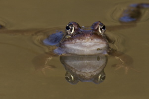 Grasfrosch