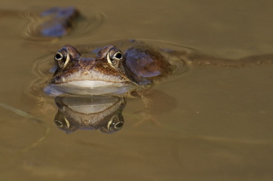 Grasfrosch