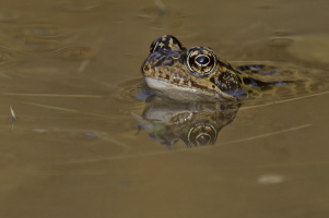 Grasfrosch