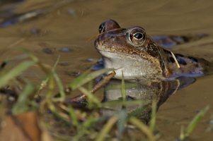 Grasfrosch