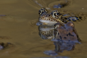 Grasfrosch