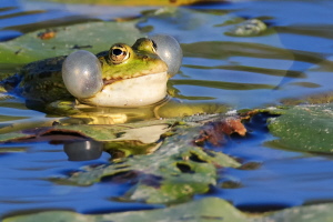 Grasfrosch