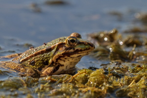 Teichfrosch