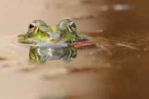 Teichfrosch