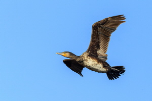 Kormoran