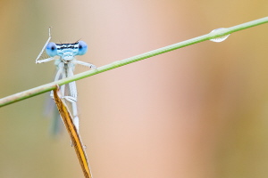 Blaue Federlibelle