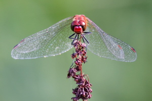 Blutrote Heidelibelle