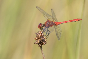 Blutrote Heidelibelle