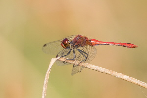 Blutrote Heidelibelle