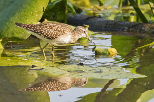 Bruchwasserläufer