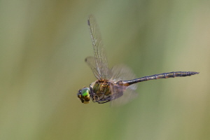 Gefleckte Smaragdlibelle