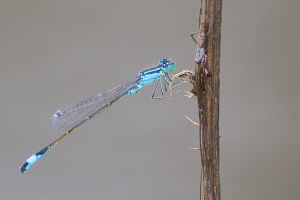 Grosse Pechlibelle