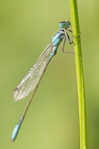 Grosse Pechlibelle