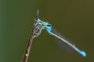 Kleine Pechlibelle