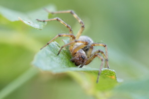 Labyrinthspinne