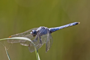 Südlicher Blaupfeil