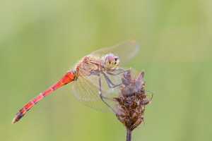 Sumpf Heidelibelle