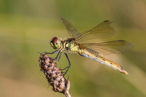 Sumpf Heidelibelle