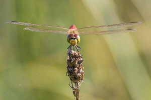 Sumpf Heidelibelle