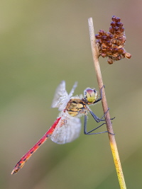 Sumpf Heidelibelle