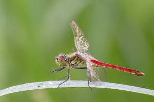 Sumpf Heidelibelle