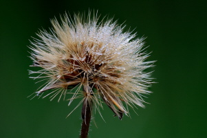 Herbst Löwenzahn