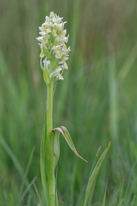 Knabenkraut