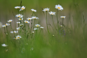 Margeritte Margeritte