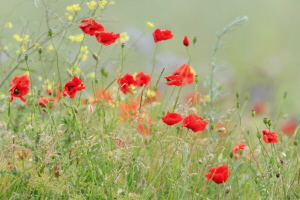 Mohnblume Mohnblume