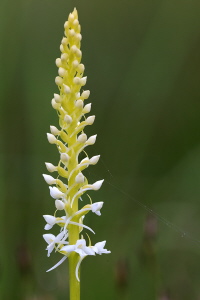 Mücken Händelwurz Mücken Händelwurz