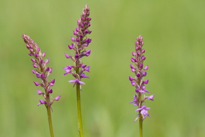 Mücken Händelwurz Mücken Händelwurz