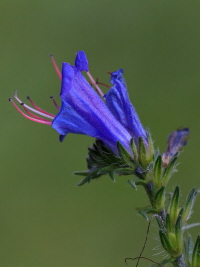 Natterkopf