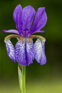 Sibirische Schwertlilie Sibirische Schwertlilie