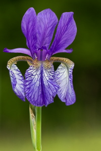 Sibirische Schwertlilie