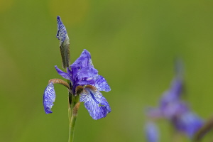 Sibirische Schwertlilie